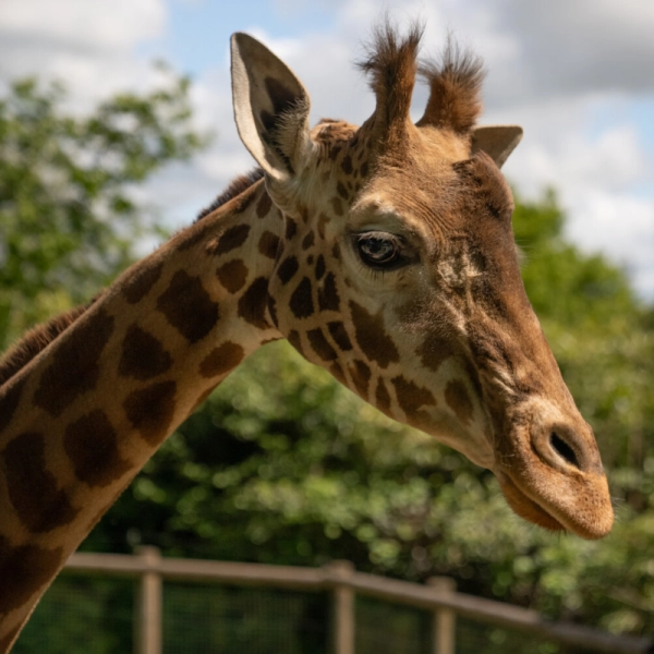 Zoo de Champrepus